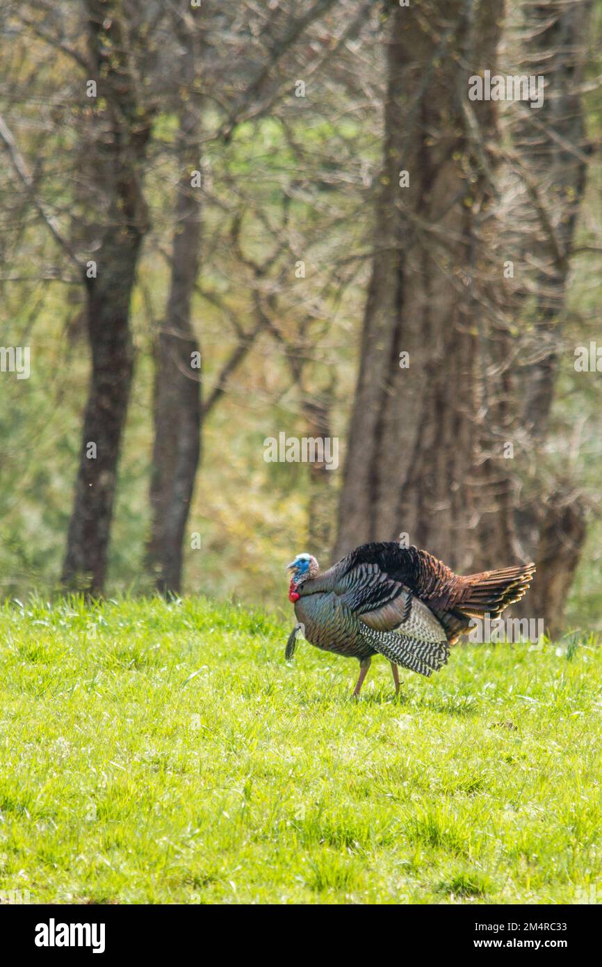 Gobbler pasture hi-res stock photography and images - Alamy