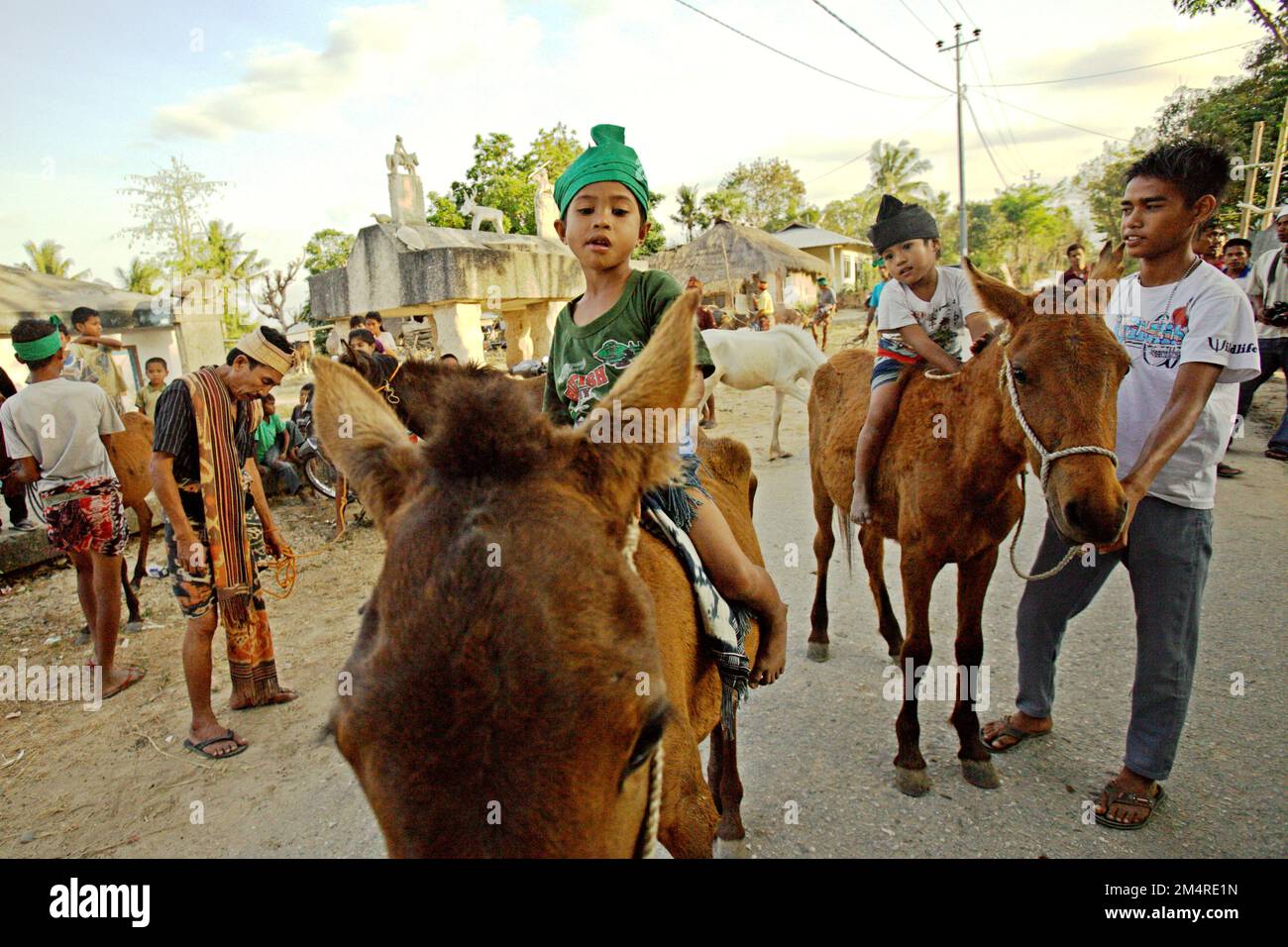People getting ready to lead ponies as Sumbanese traditional marriage proposal gift during preparation of the marriage proposal procession of their traditional leader in Prailiu village near Waingapu City in East Sumba regency, East Nusa Tenggara province, Indonesia. Stock Photo