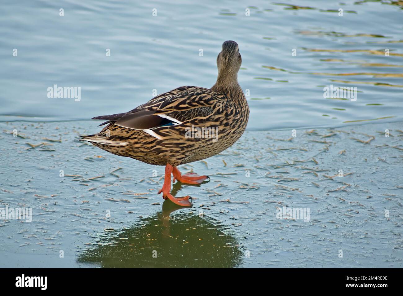 A female mallard duck standing on the ice of a frozen river Stock Photo