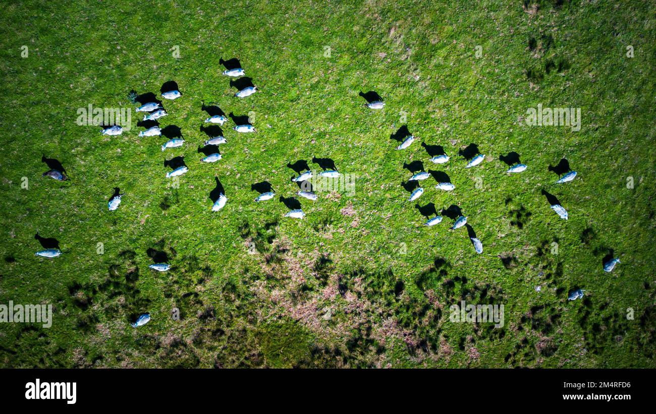 An aerial view of herd of sheep in greenery field Stock Photo - Alamy