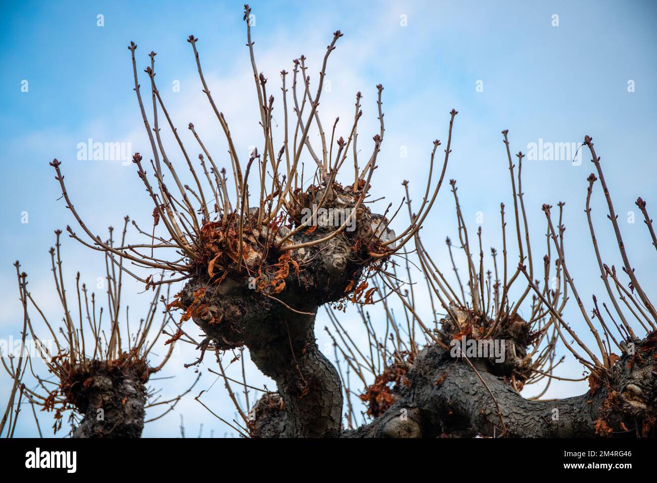 Cut off branch with new drifts Stock Photo Alamy