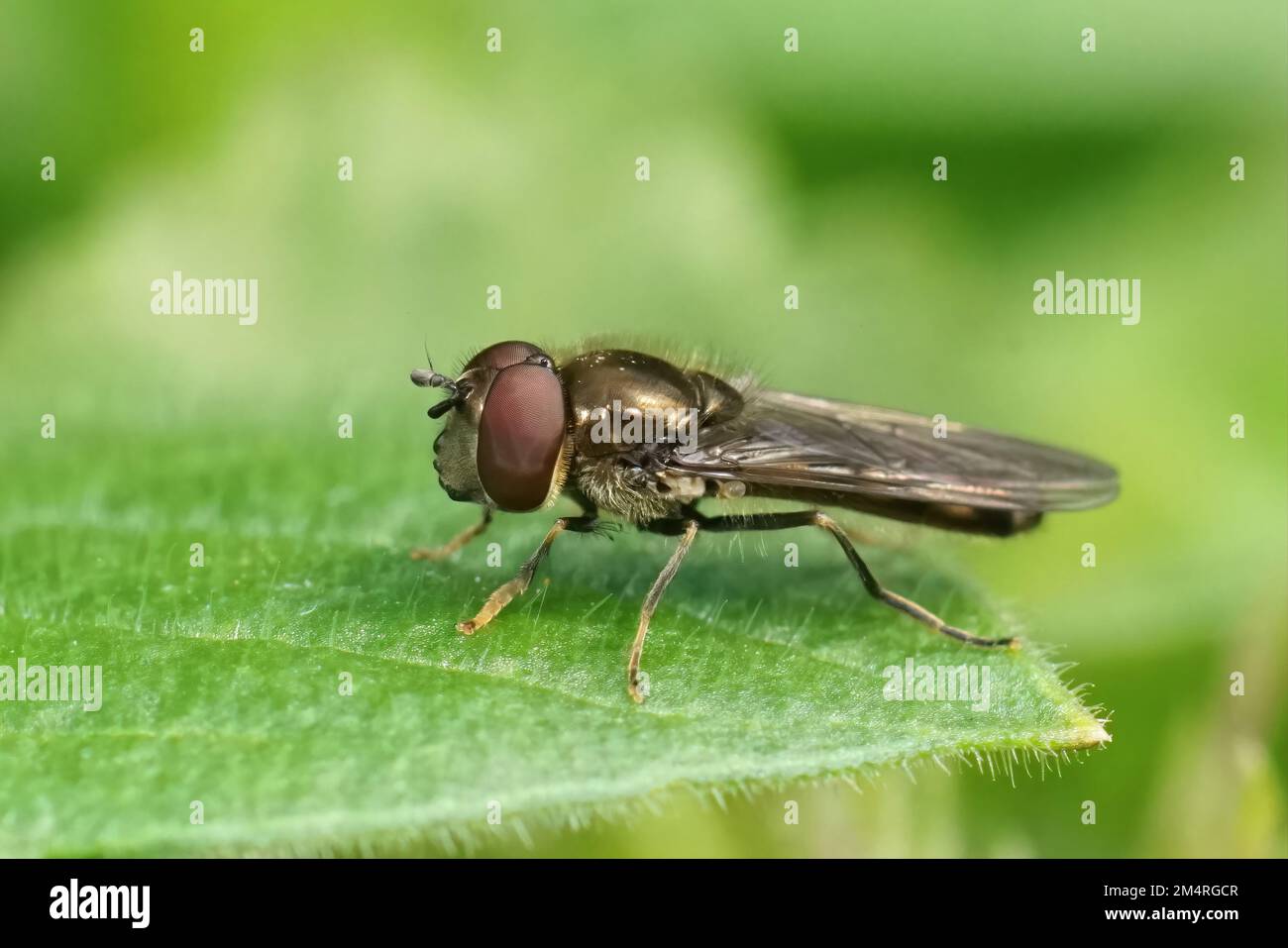 Natural closeup on the Platycheirus albimanus sitting on a green leaf in the garden Stock Photo