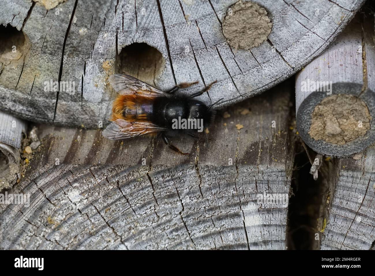 Closeup on a female European orchard horned mason bee, Osmia cornuta in