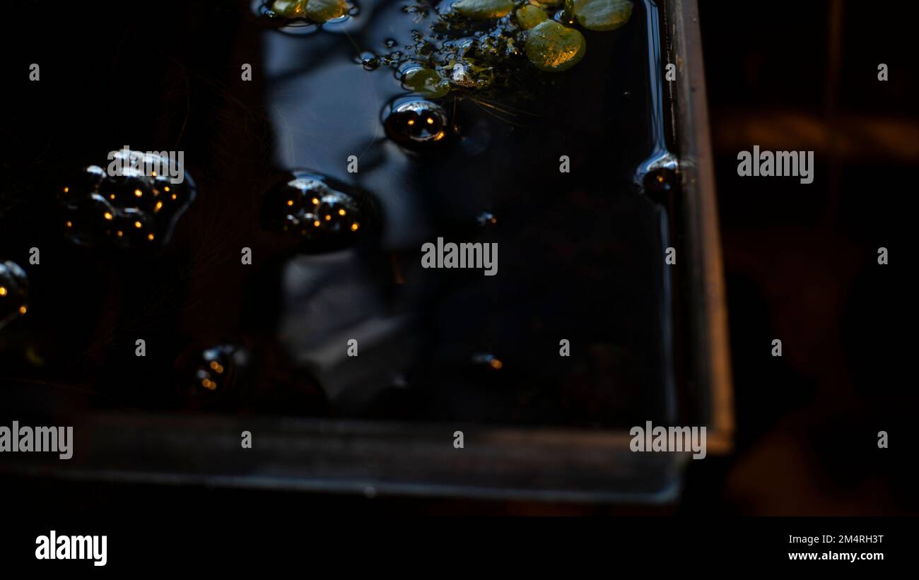 Water in aquarium. Aquarium in room. Bubbles on surface of water. Fish