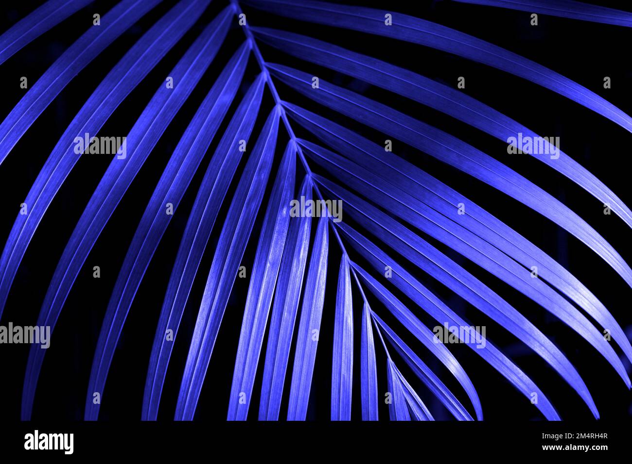 Closeup palm frond color graded shocking metallic blue on a black background with selective focus Stock Photo