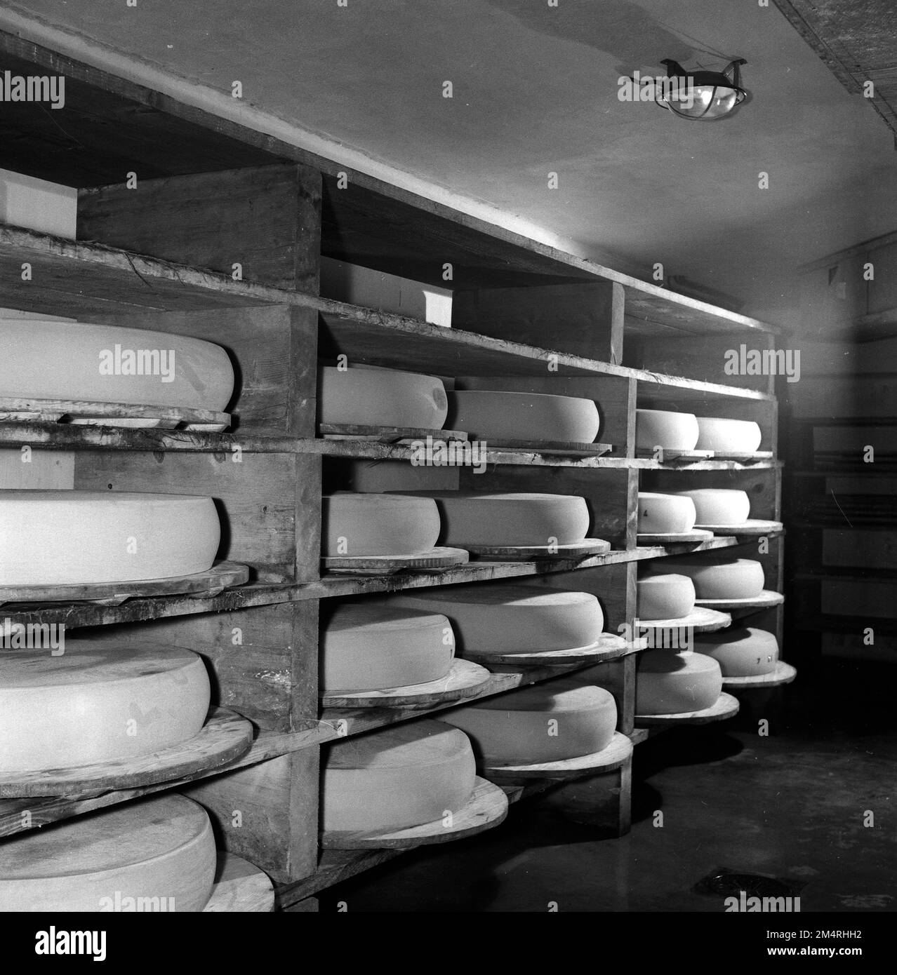 Le Man Stories Milk Plant, Cheese Making, Artificial Insemination