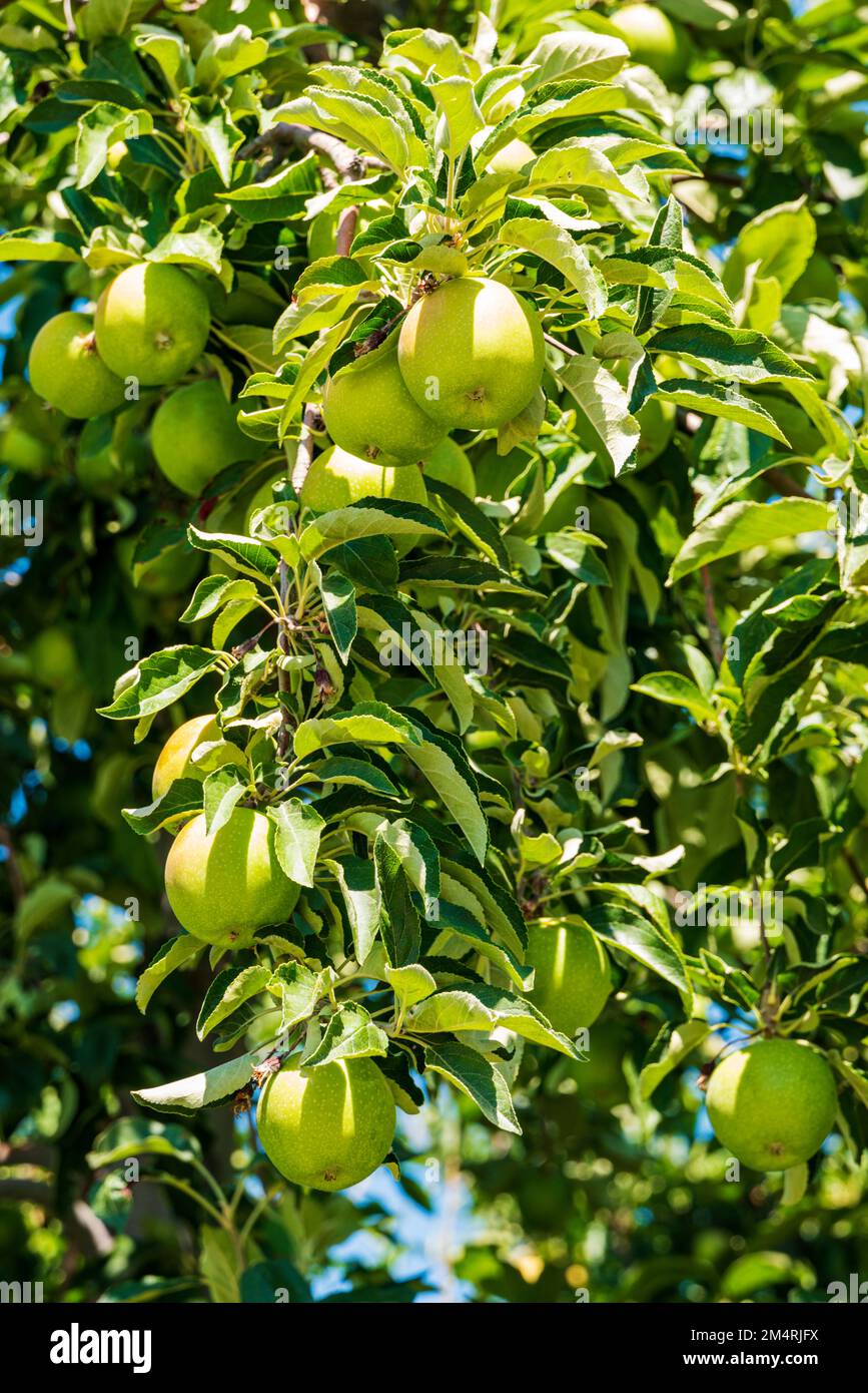 Apples ripening on the tree; Palouse Region; Washington; USA Stock Photo