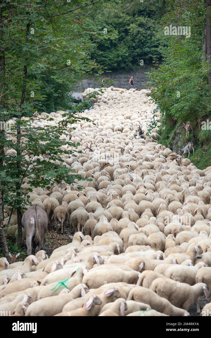 Sheep during the transhumance in the mountains of Bergamo Stock Photo ...