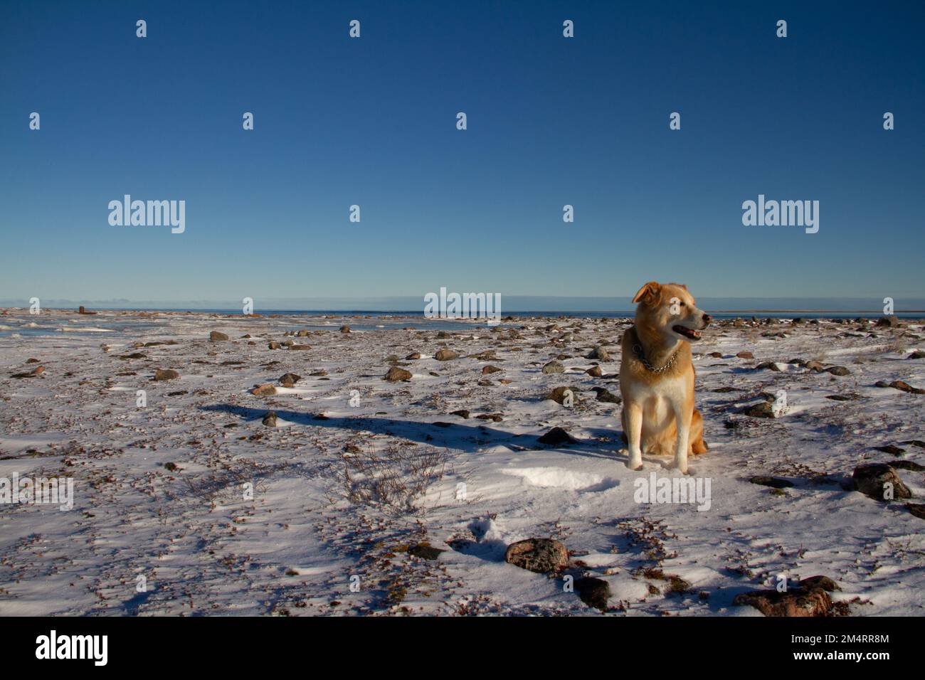 A yellow Labrador dog sitting on snow in a cold arctic landscape with clear blue skies, near Arviat, Nunavut Canada Stock Photo