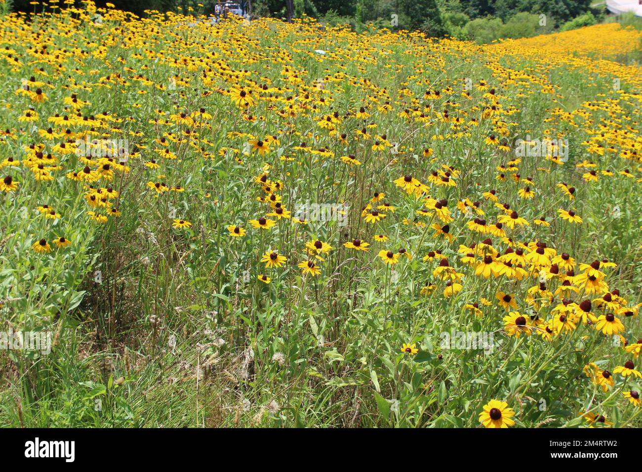 Black-eyed Susans in abundance along a highway in northern Georgia in the Blue Ridge Mountains Stock Photo