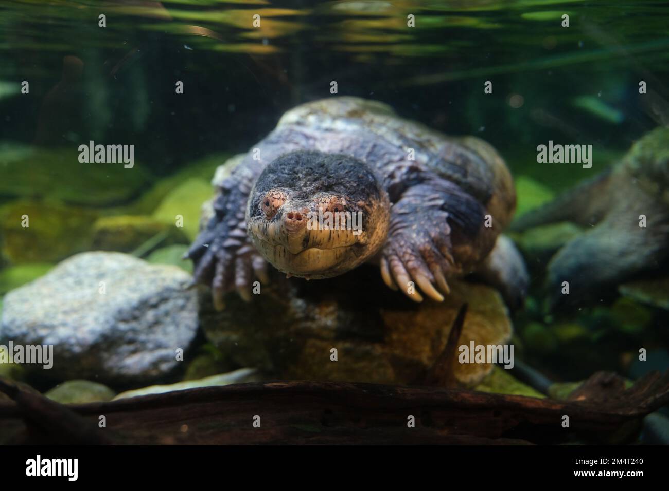 A Narrowbridged musk turtle (Claudius angustatus) swimming in the