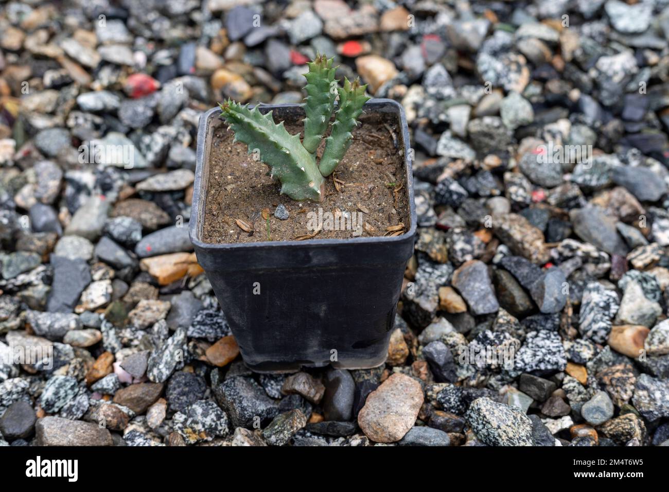 Orbea huernia small plant in a plastic container Stock Photo