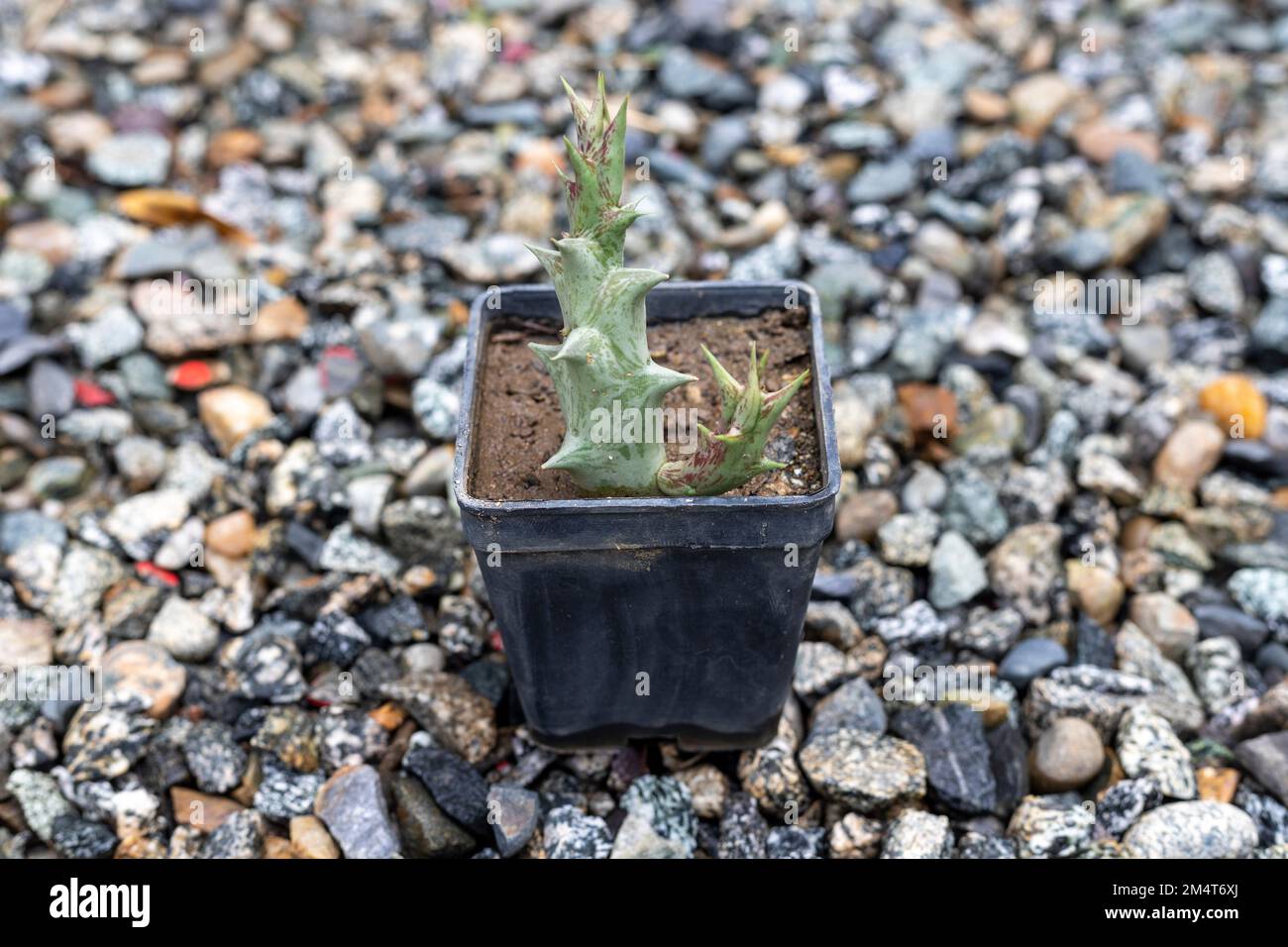 Orbea Hesperidum small plant in a plastic pot Stock Photo