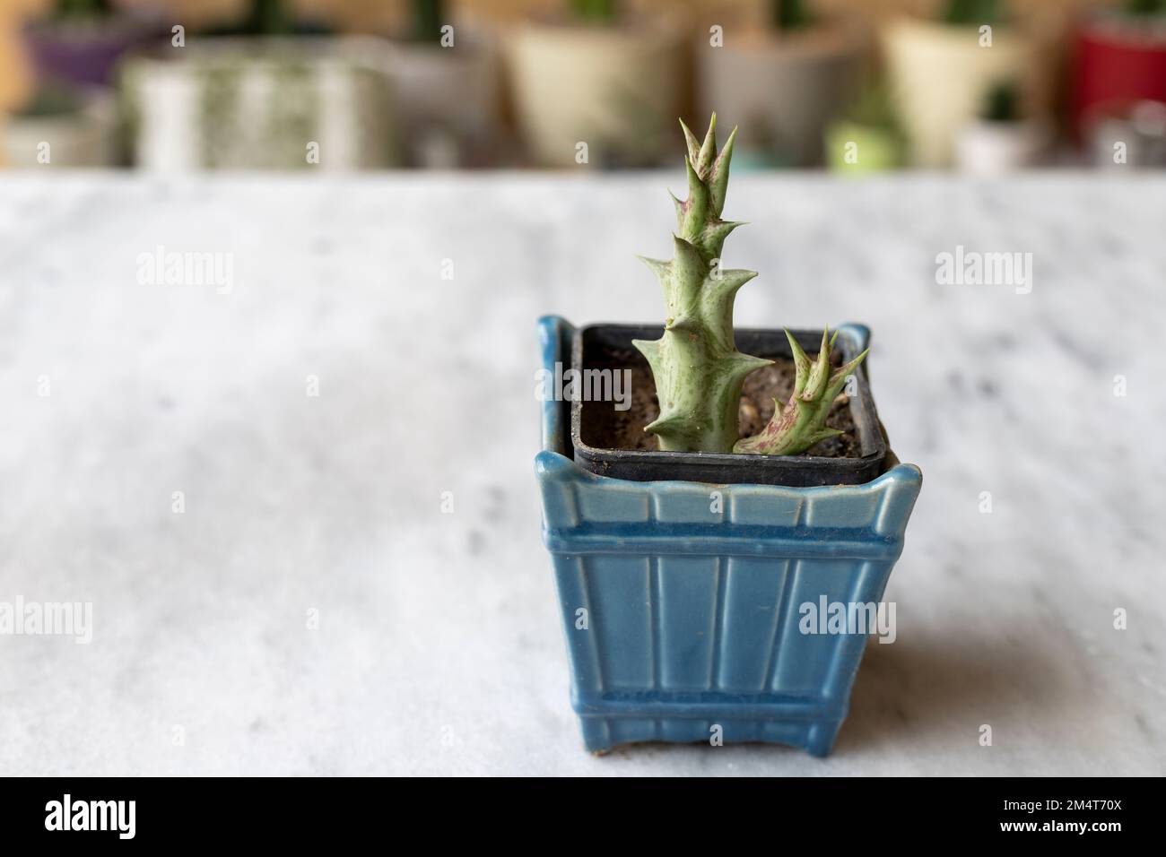 Stapelia small plant in a ceramic decorative container Stock Photo