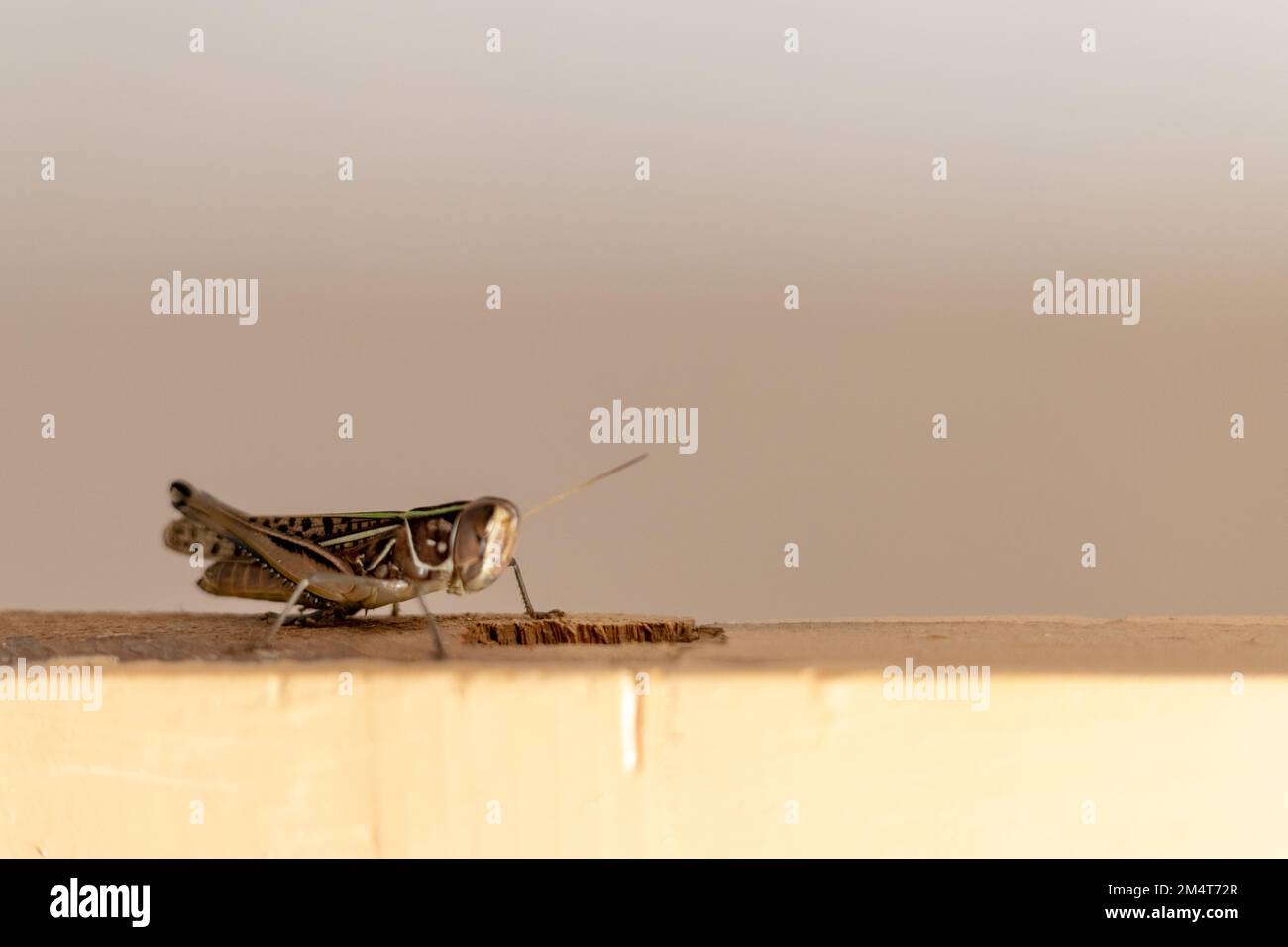 Grasshopper sitting on a door edge closeup Stock Photo