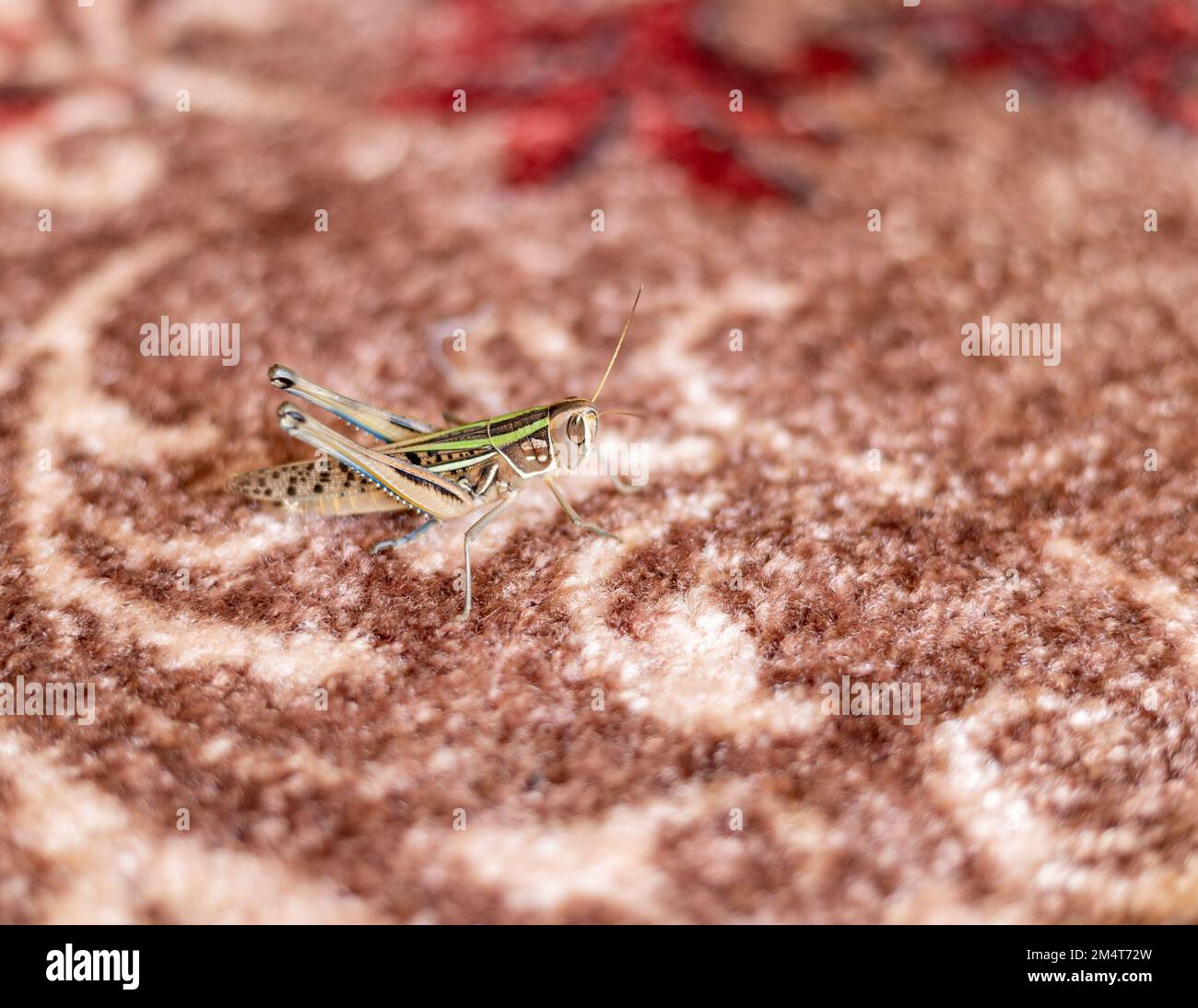 Grasshopper in a house sitting on a carpet in the room Stock Photo