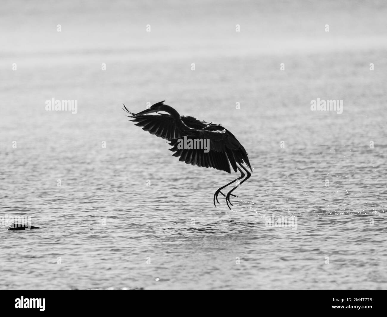 A scenic grayscale shot of a majestic gray heron in flight over tranquil water Stock Photo