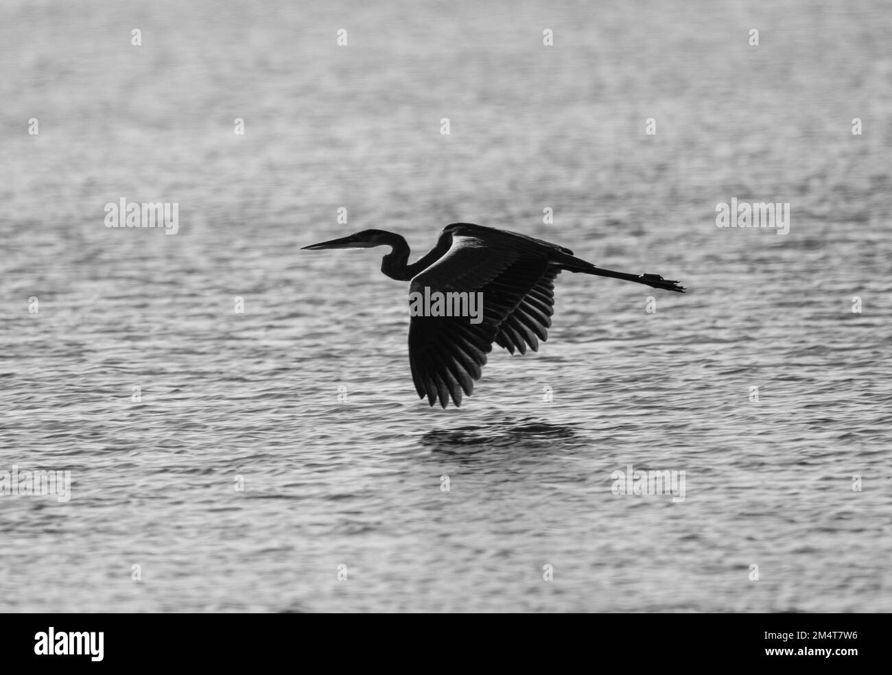 A scenic grayscale shot of a majestic gray heron in flight over tranquil water Stock Photo