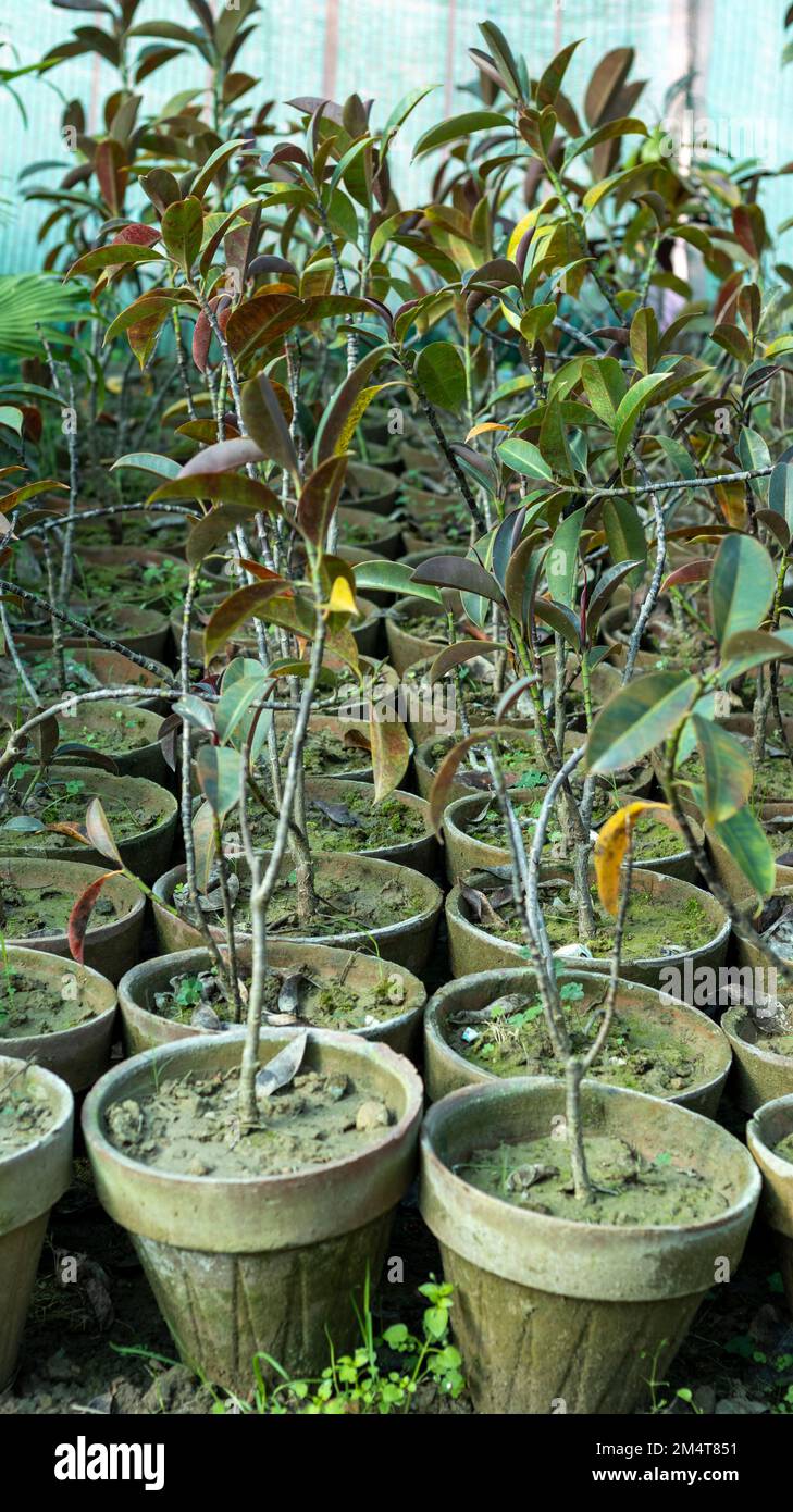 Jamun fruit Syzygium cumini Black Plum fruit tree seedlings in a pots Stock Photo