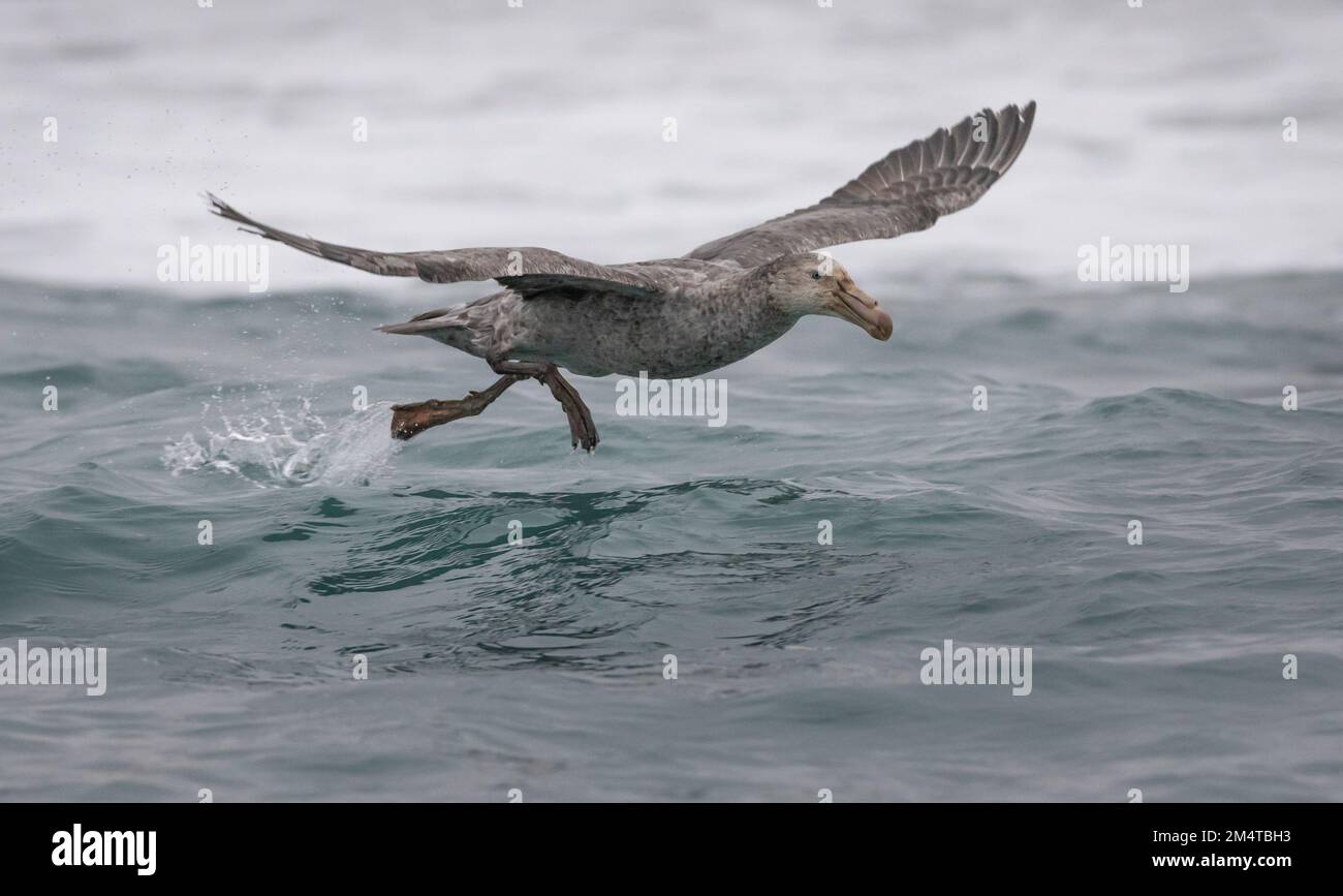 Southern giant petrel taking off from the sea. Antarctica. Stock Photo