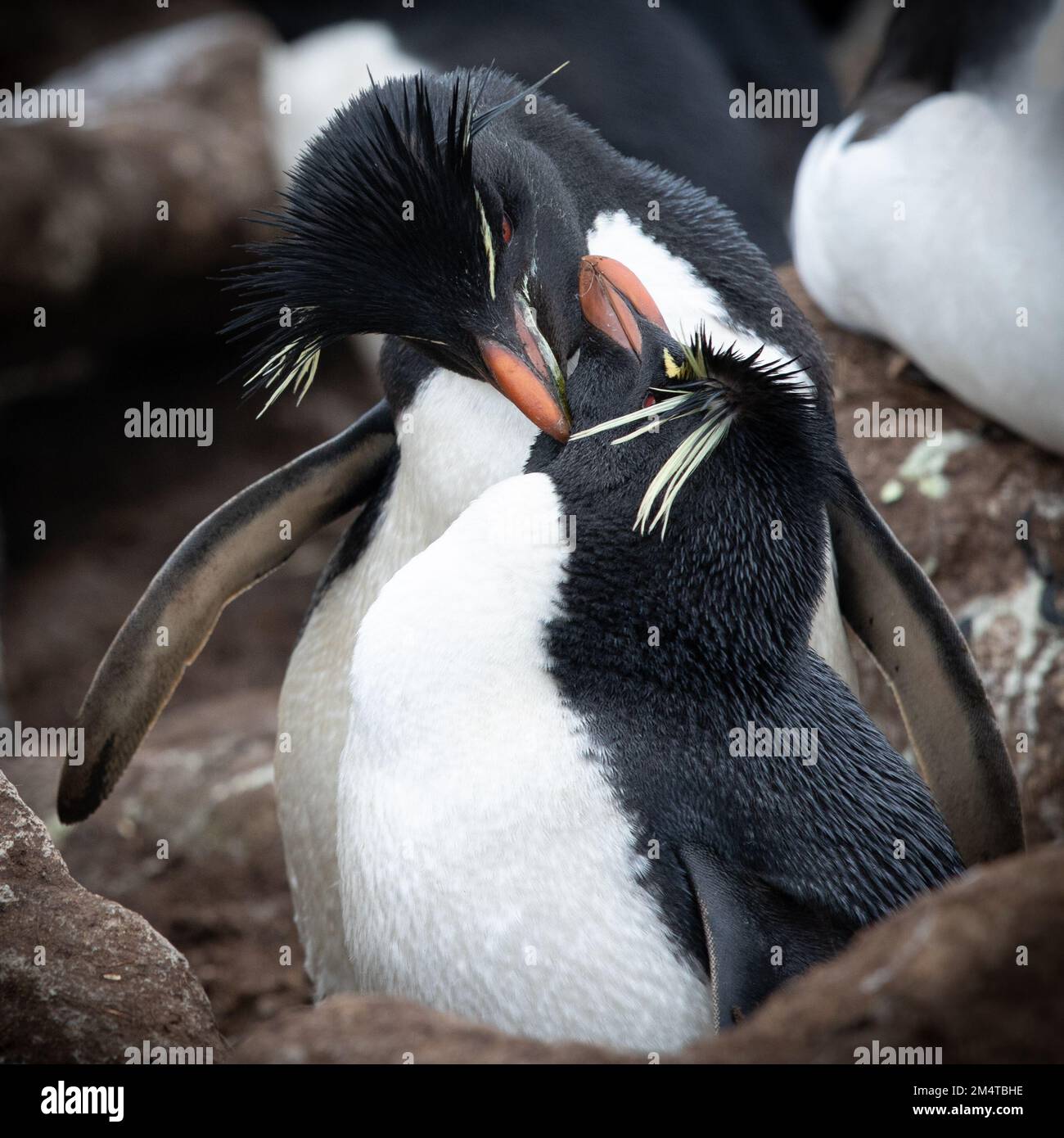 A couple of rockhopper penguins courting. Falklands. Stock Photo