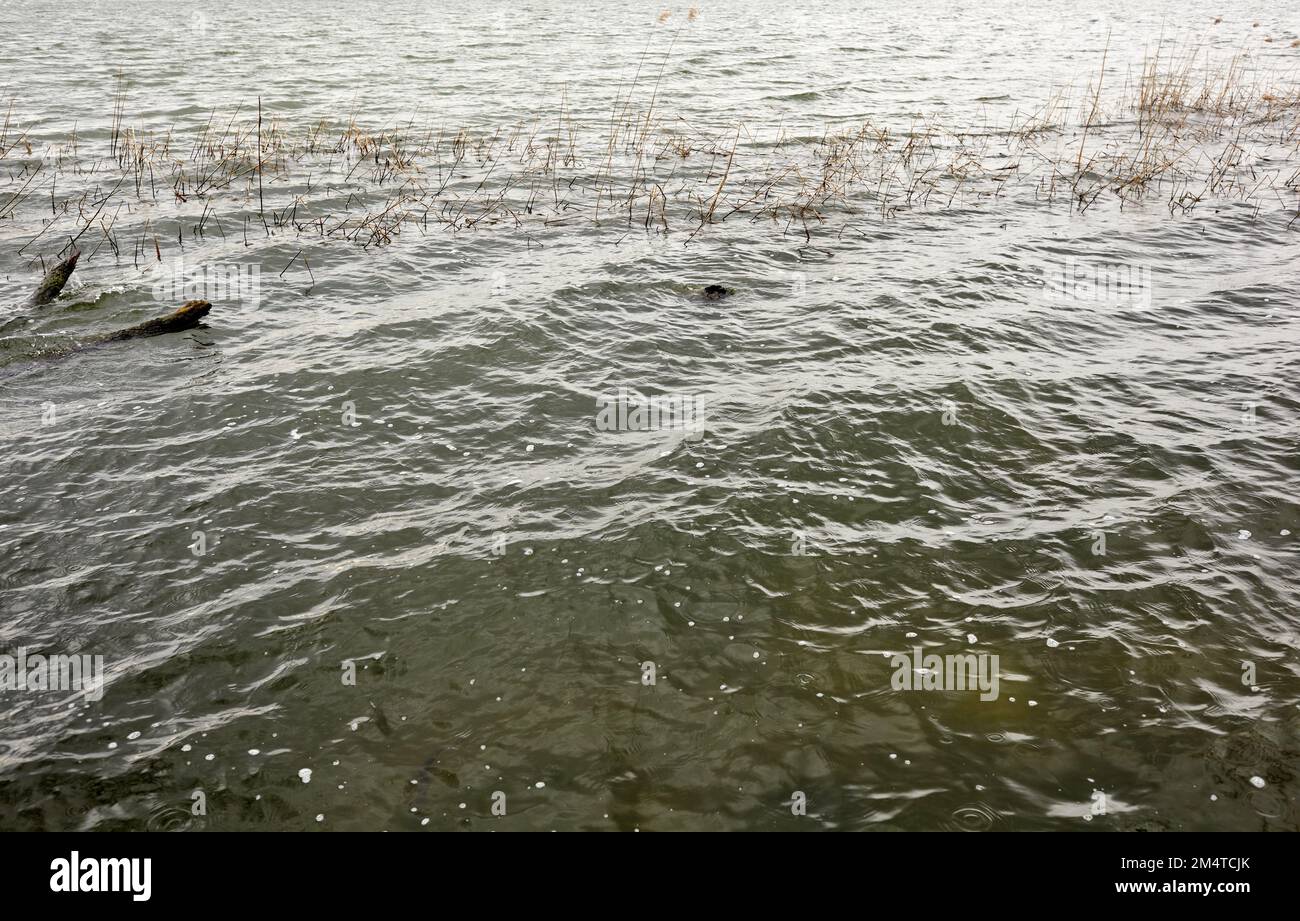 River Bank Ripples Ripple on the water surface. Water background near the river bank ...