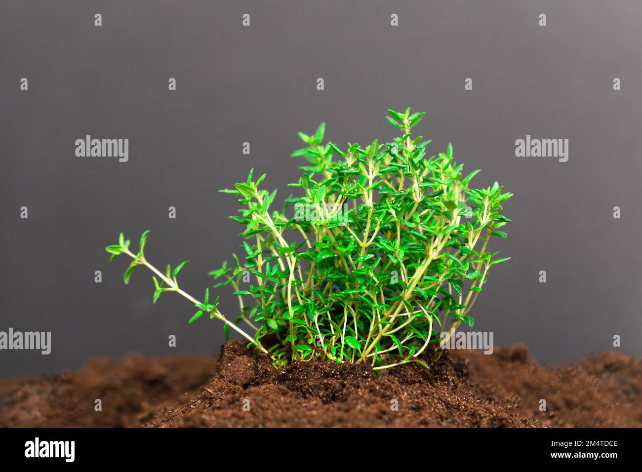 A close up of micro greens on soil. High quality photo Stock Photo