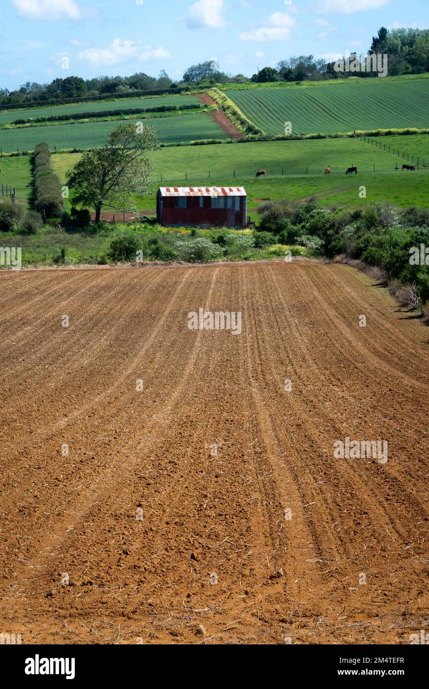 Fertile soil in field at Pukekohe,a market gardening area south of  Auckland, North Island, New Zealand Stock Photo