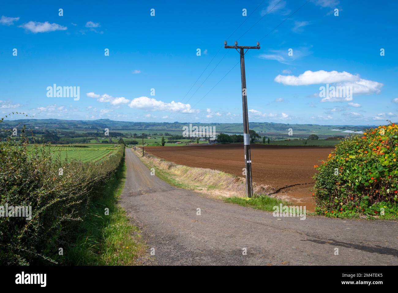 Road through fields at Pukekohe,a market gardening area south of  Auckland, North Island, New Zealand Stock Photo