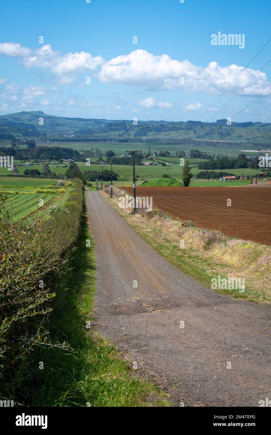 Road through fields at Pukekohe,a market gardening area south of  Auckland, North Island, New Zealand Stock Photo