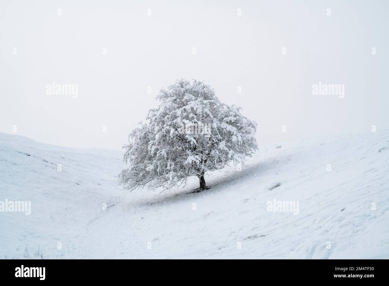 Tree in the snow and fog on Broadway Hill along the cotswold way