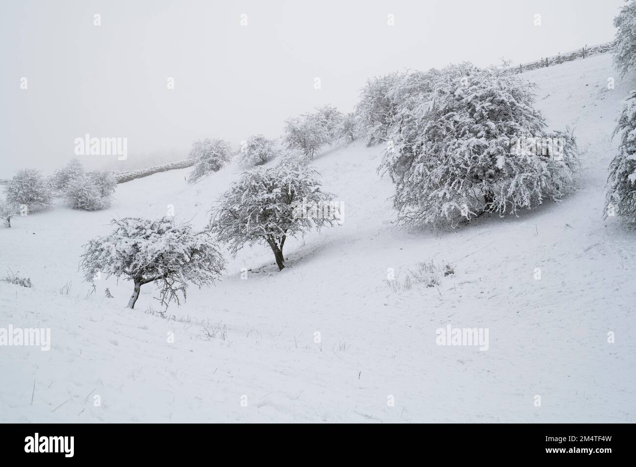 Trees in the snow and fog on Broadway Hill along the cotswold way