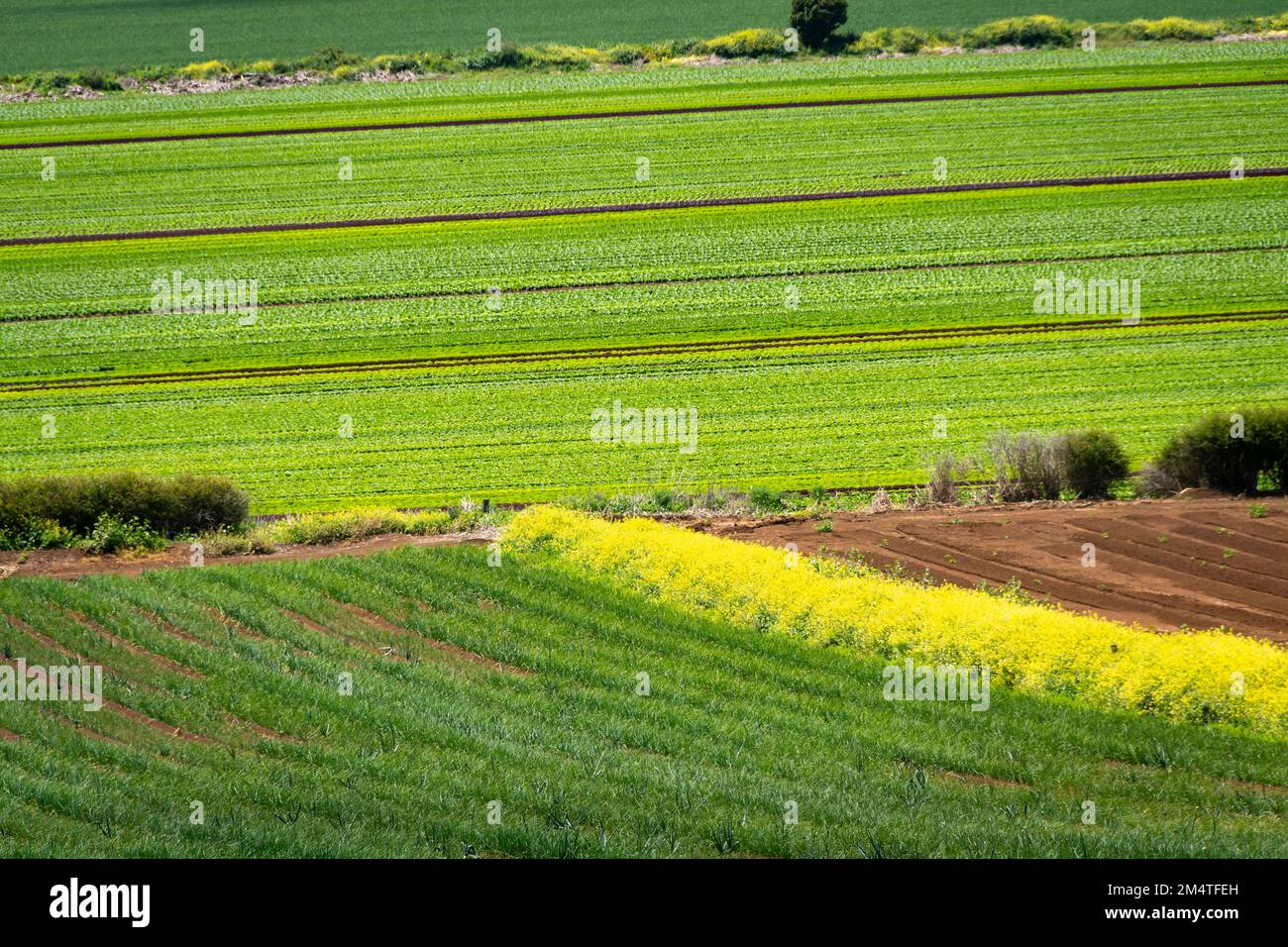 Onions growing in field at Pukekohe,a market gardening area south of