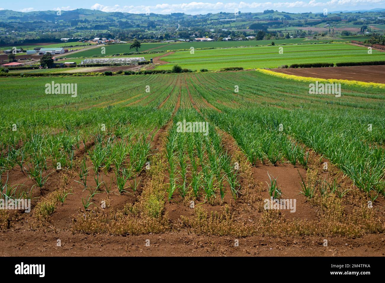 Onions growing in field at Pukekohe,a market gardening area south of