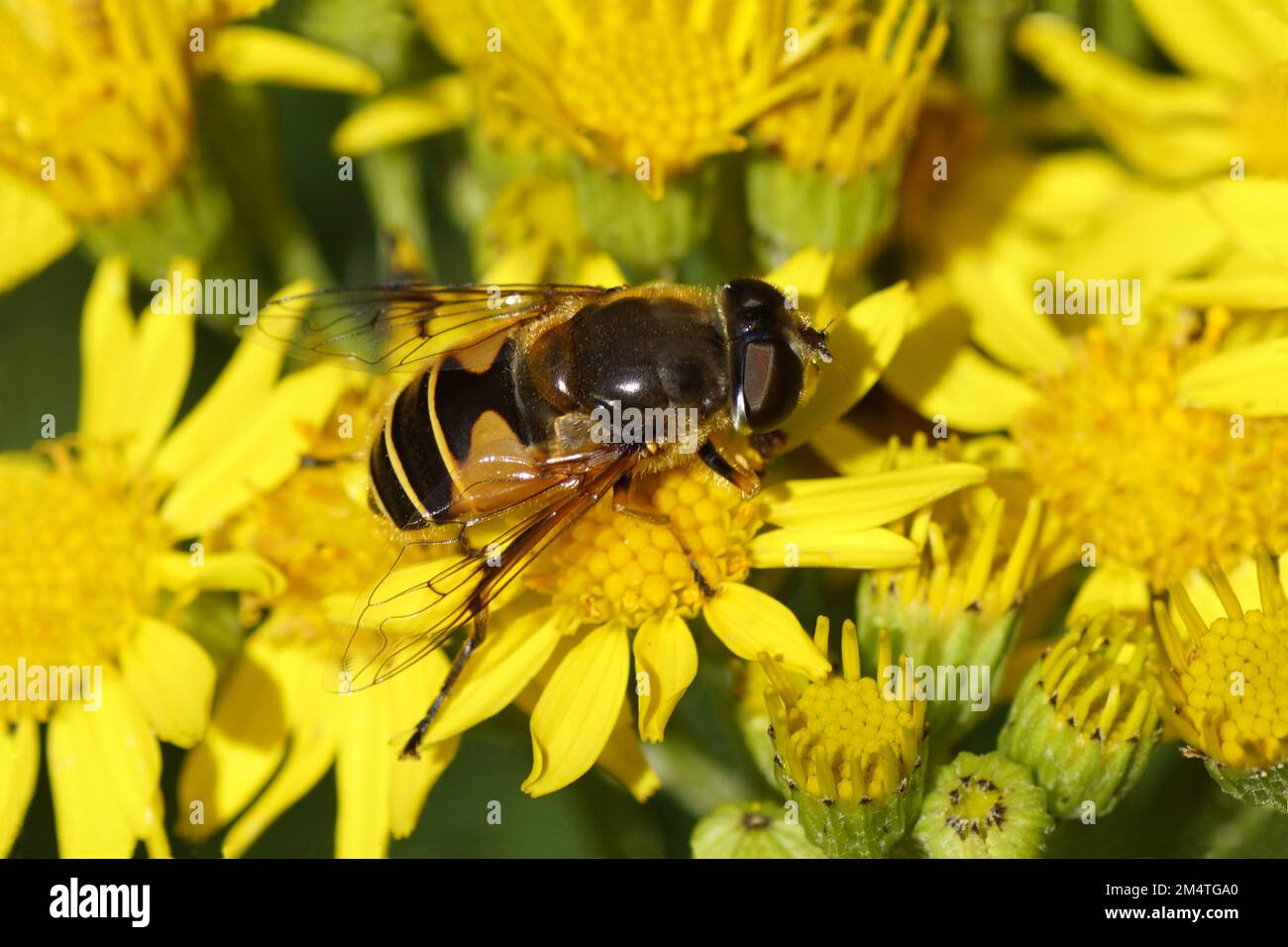 horticola close up stock and images - Alamy
