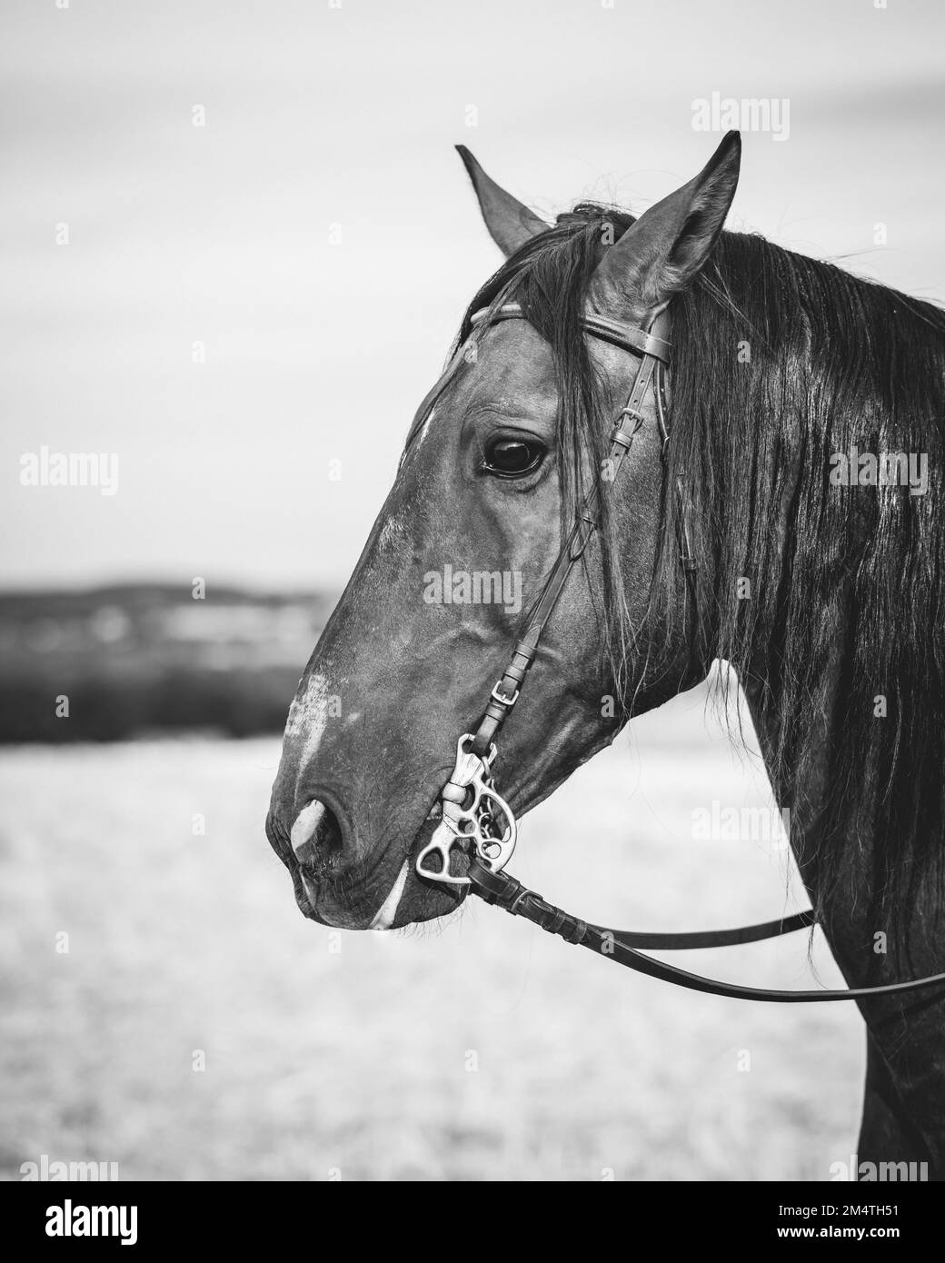 Horses Tasting Pro Pferdezaum – Anatomischer Trense, Größen Pony/Cob/Full