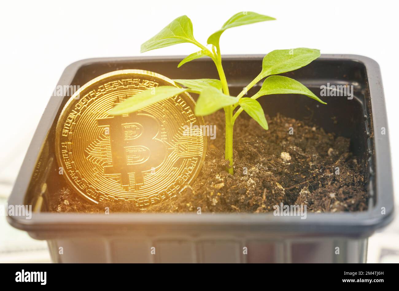 Cryptocurrency and business concept. Sprout plant as a symbol of growth up  bitcoin crypto currency Stock Photo - Alamy