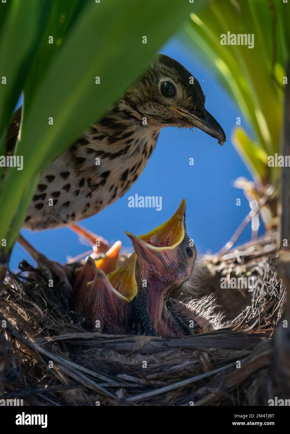 Hungry baby Song thrushes (Turdus philomelos) open mouth widely and cry for mother to feed them. Vertical format. Stock Photo
