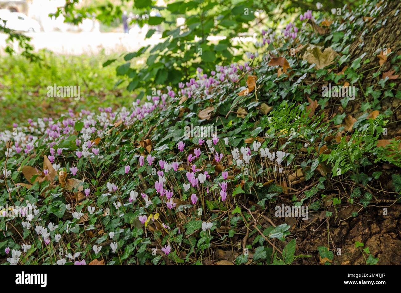 Pink and white cyclamen flowers blooming in the shade of an old tree in a Hampshire woodland. Stock Photo