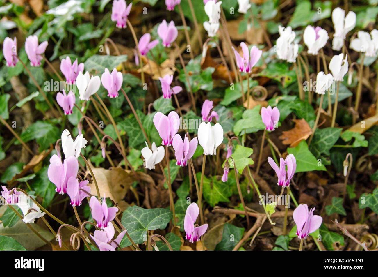 A carpet of pink and white cyclamen in flower across the floor of a Hampshire woodland in late summer. Stock Photo