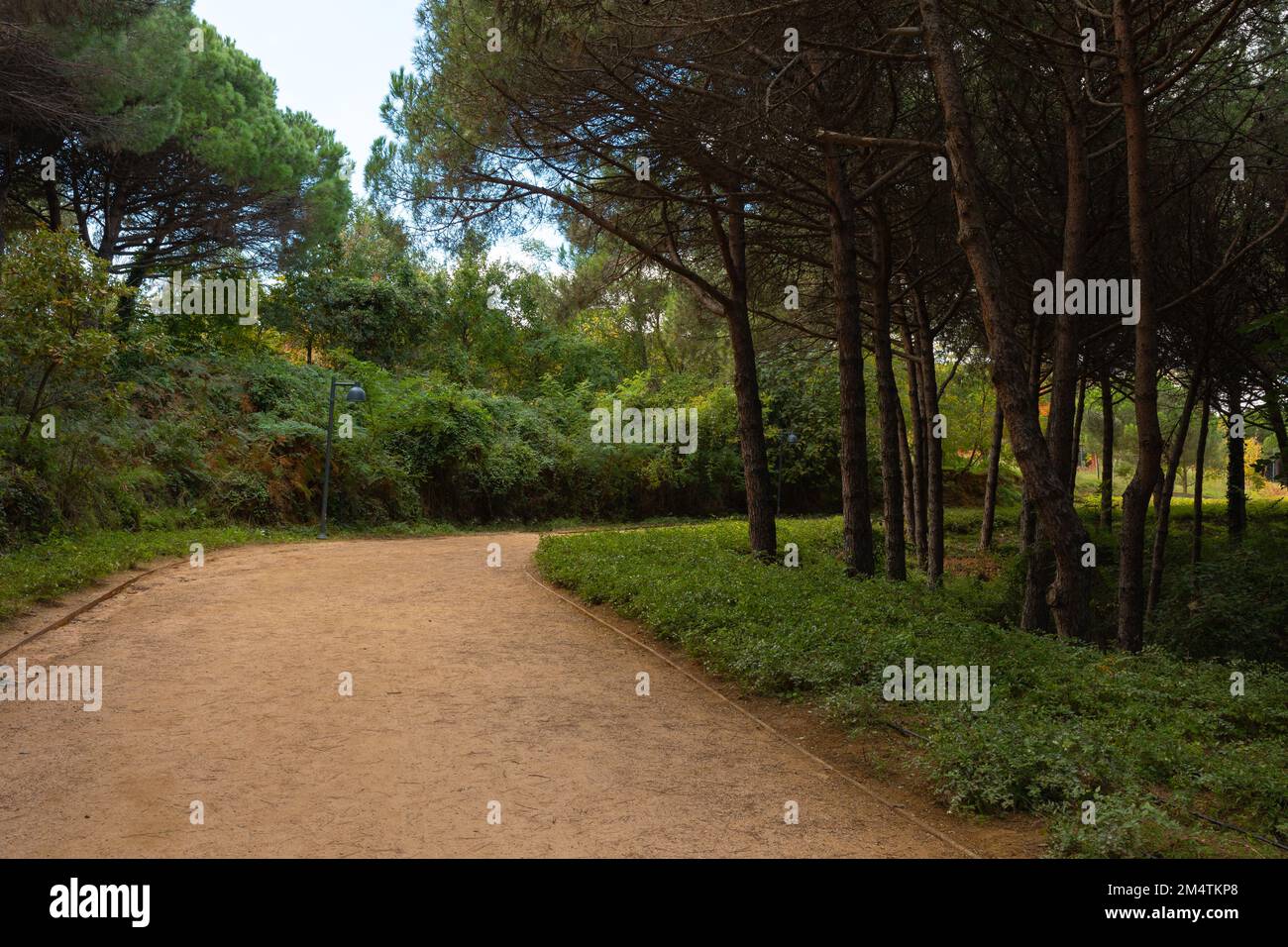 Dirt trail in the park for jog or hike. Landscape architecture concept photo. Haciosman or Ataturk city forest in Istanbul. Stock Photo
