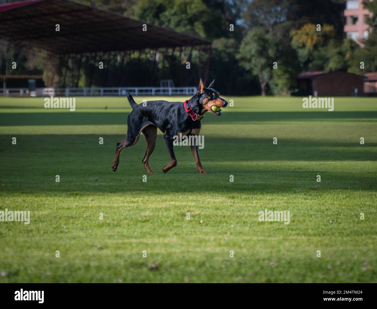 Dobermann dog playing in the park Stock Photo