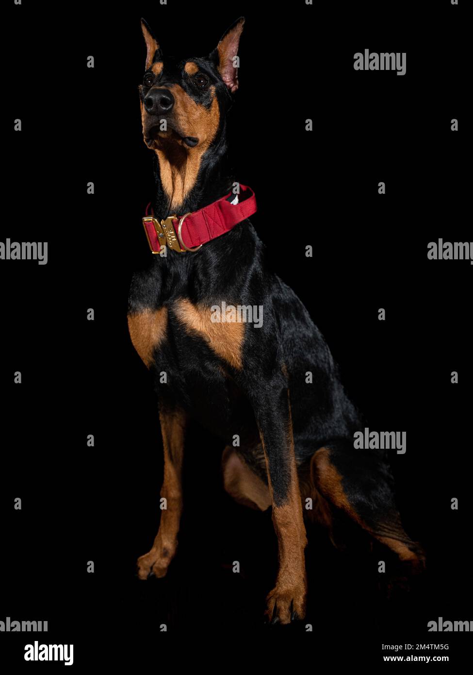 Dobermann dog with black background posing for the camera Stock Photo