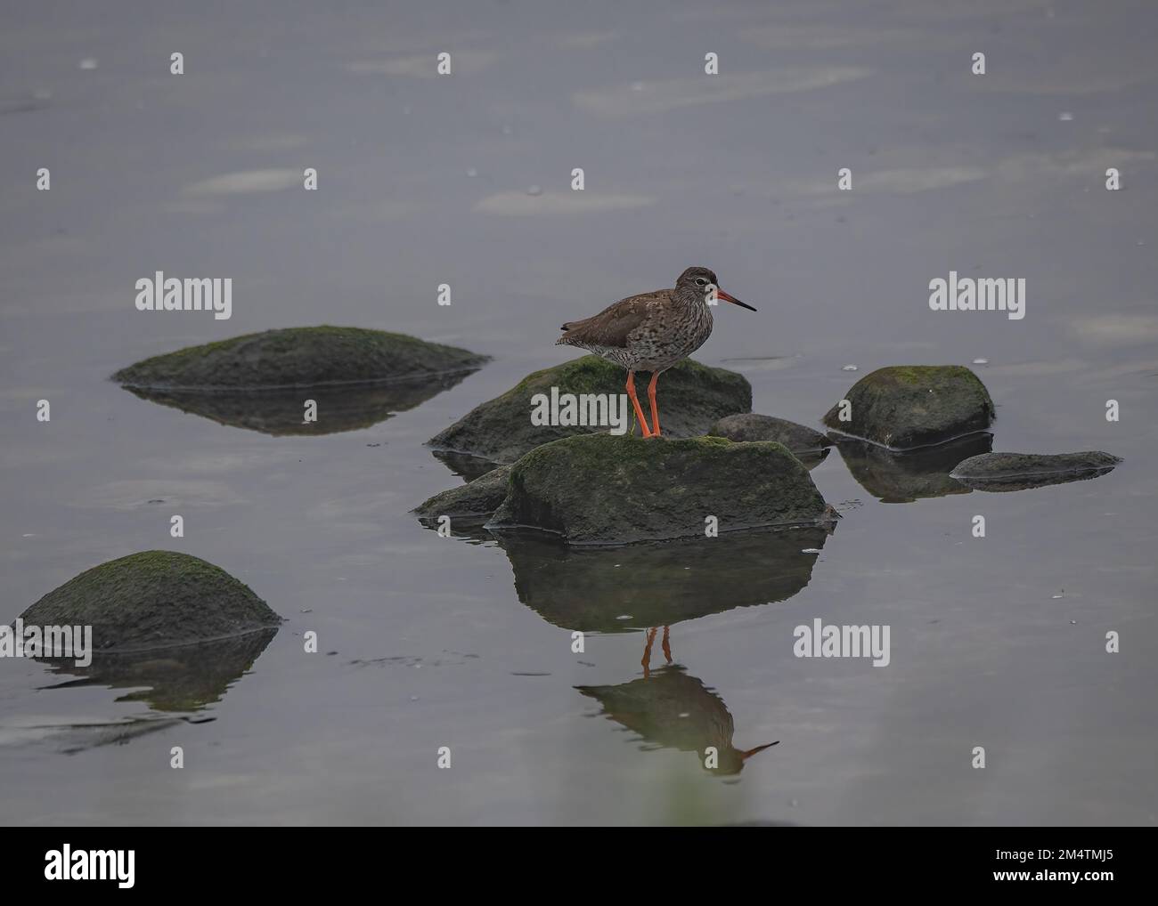 Redshank (Tringa totanus), Grutness pools, Shetland Stock Photo - Alamy