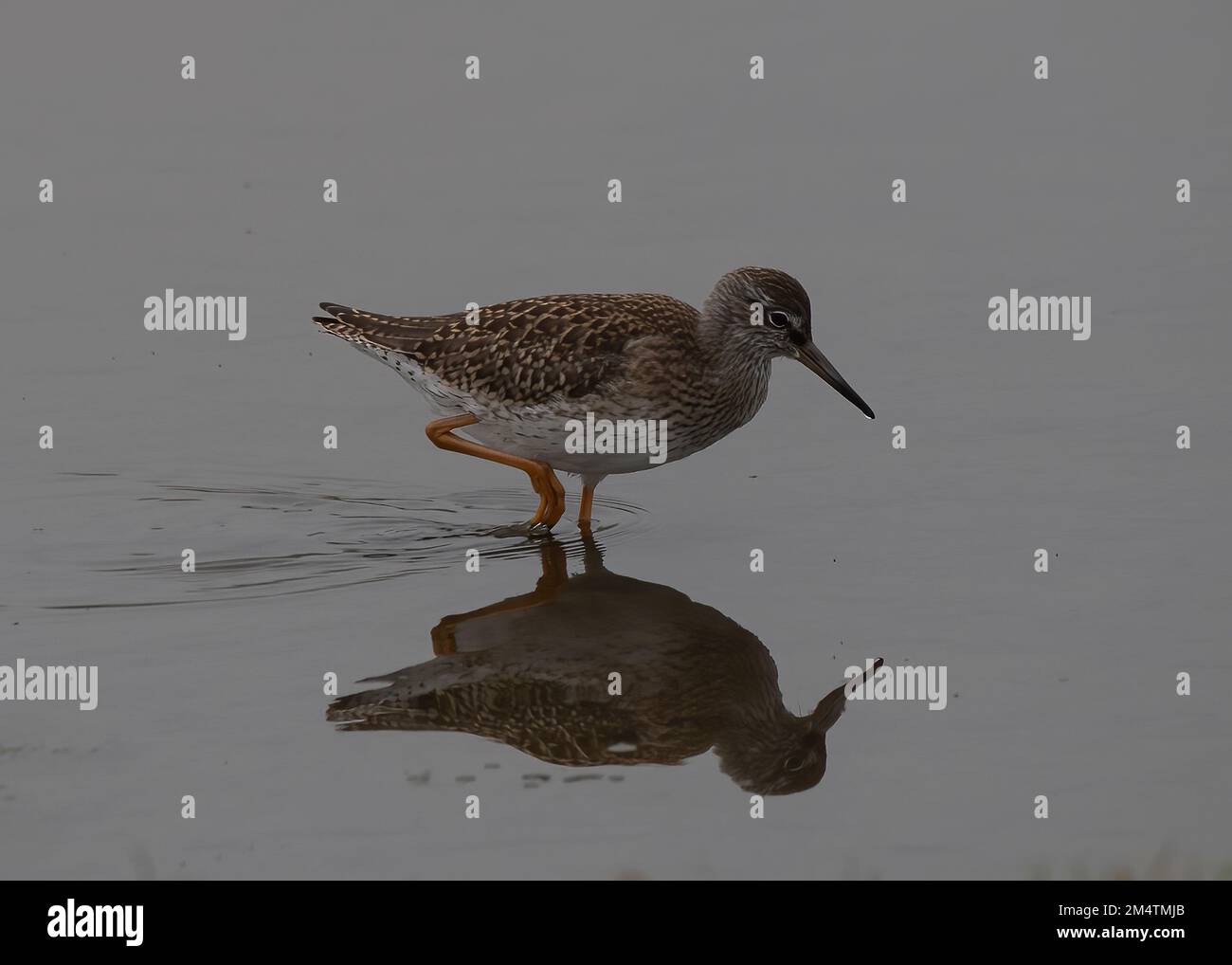 Redshank (Tringa totanus), juvenile, feeding in small pool, Grutness ...