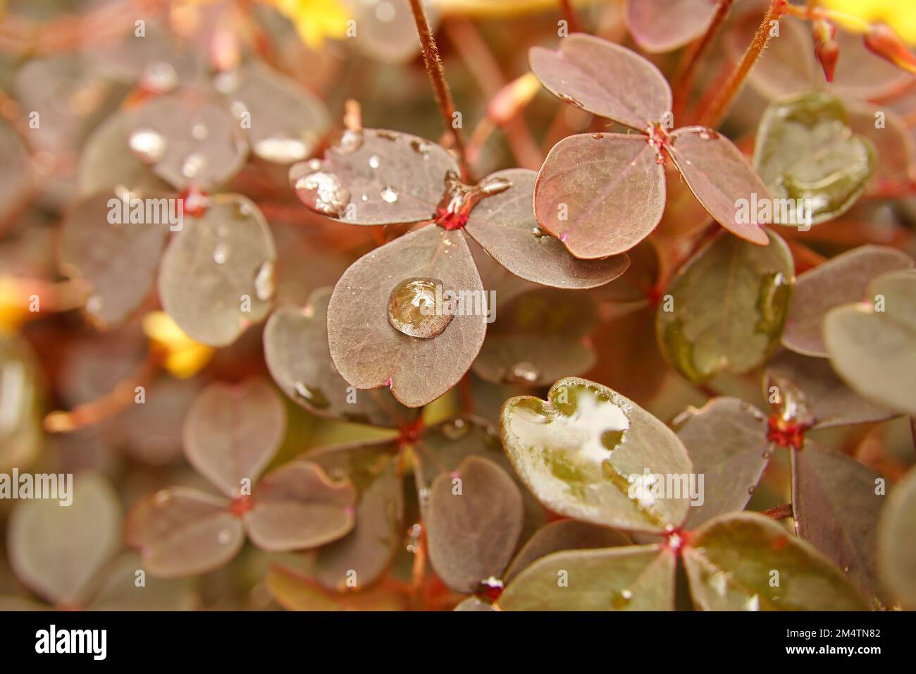 Clover in the forest. Clover leaves with water drops. Lucky symbol for 2023. plant photo from nature Stock Photo