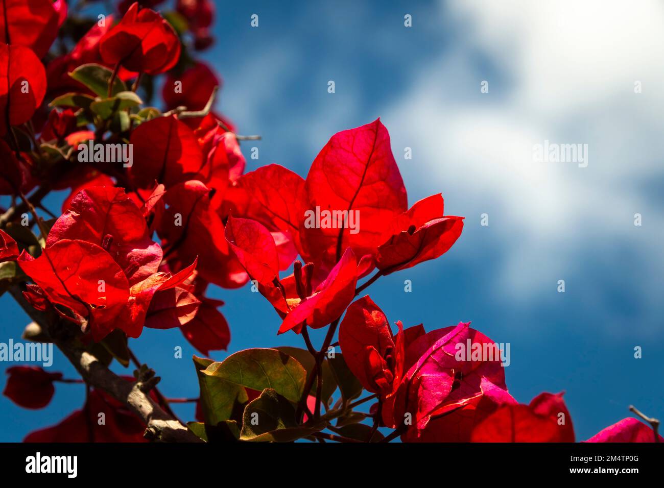 Red flowers with blue sky and white clouds, Wellington, North Island, New Zealand Stock Photo