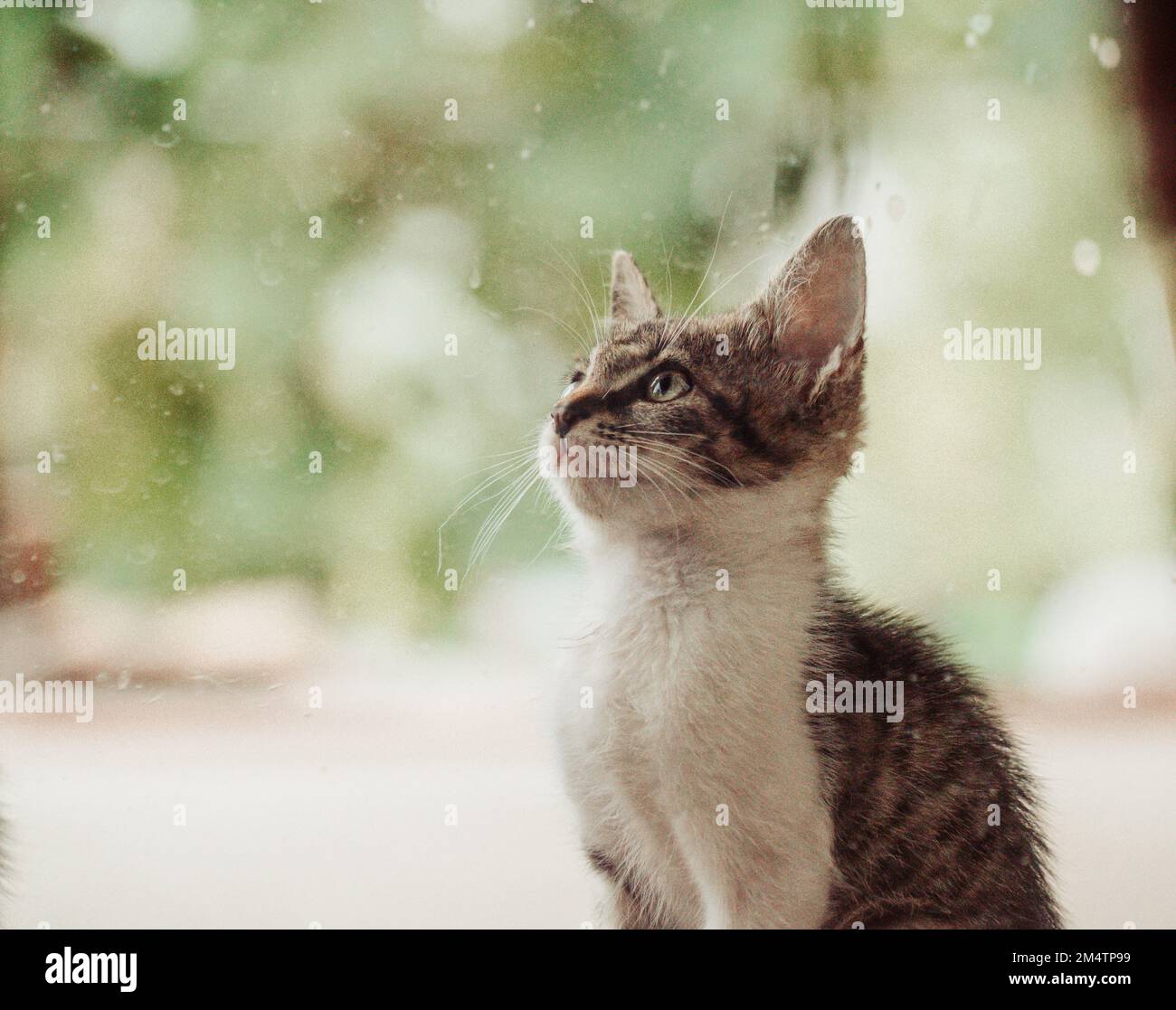 An adorable Tabby cat looking up with blur background Stock Photo - Alamy