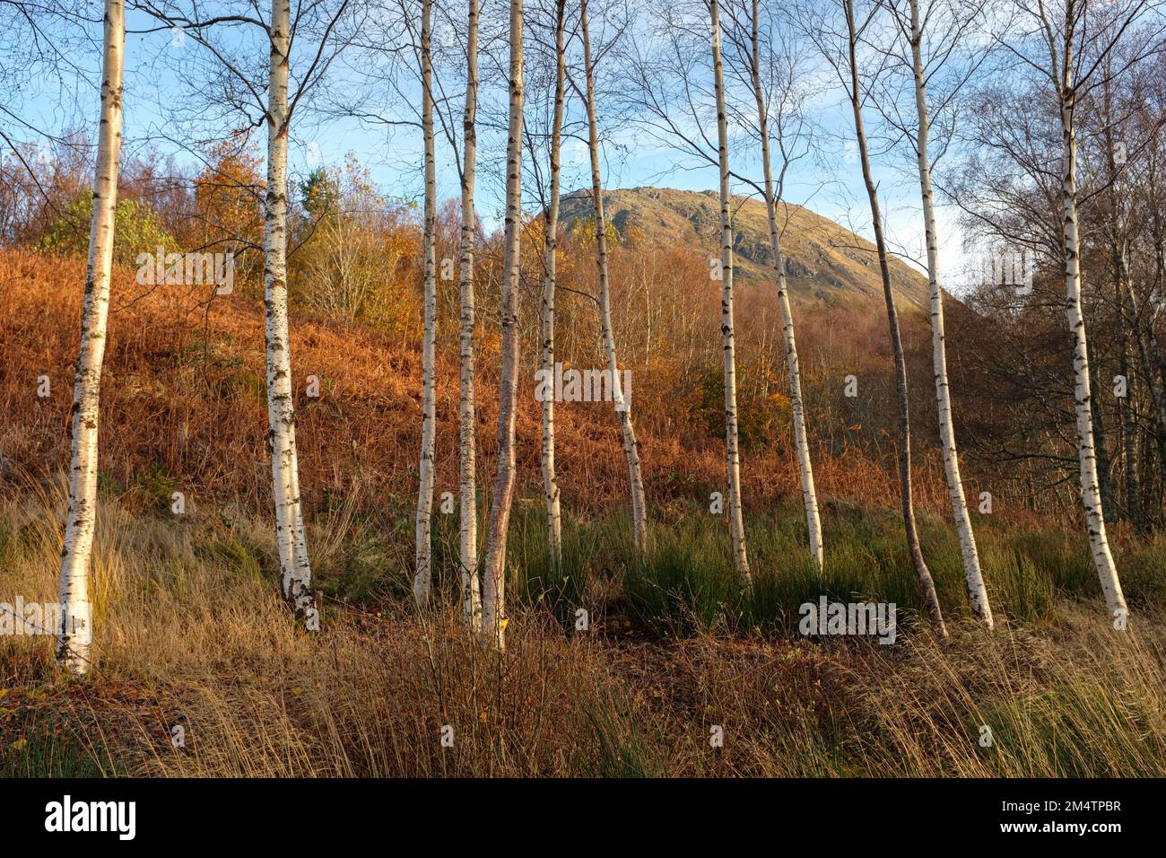 Silver Birch trees in the Scottish Highlands Stock Photo Alamy