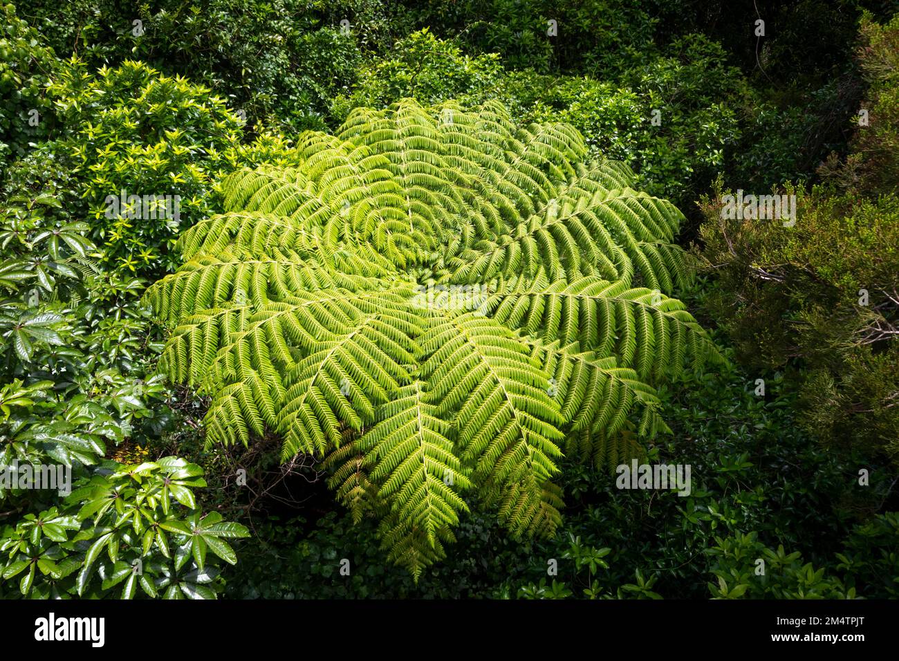 Tree fern from above, Otari Wilton Bush, Wellington, North Island, New